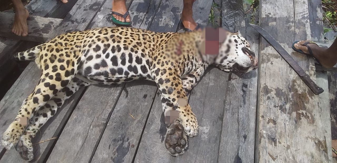 巴西农民进入森林被美洲豹扑倒 儿子手起刀落砍死大猫