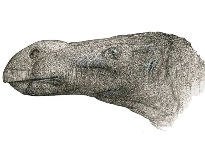 化石藏博物馆内超过40年 终证实属于新品种的草食恐龙