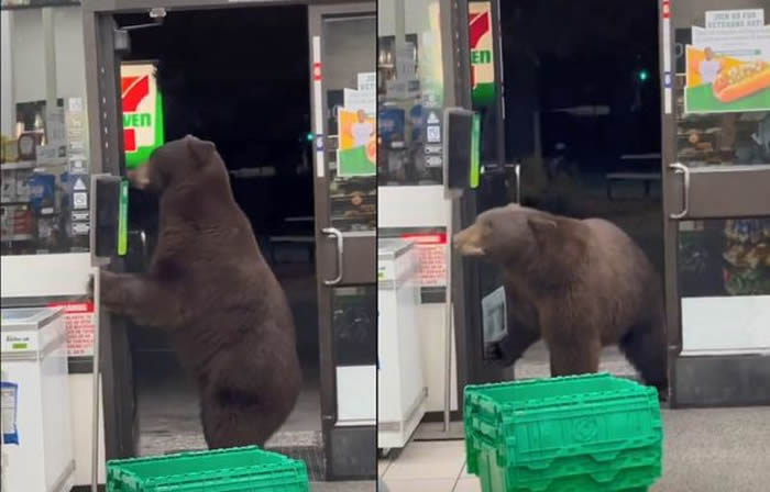 美国加州奥林匹克谷一只棕熊闯进7-Eleven觅食 礼貌开门还会使用感应式消毒机