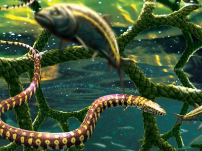 《系统古生物学杂志》：巴西1.1亿年前的“四足蛇”化石实际上是一种海洋蜥蜴