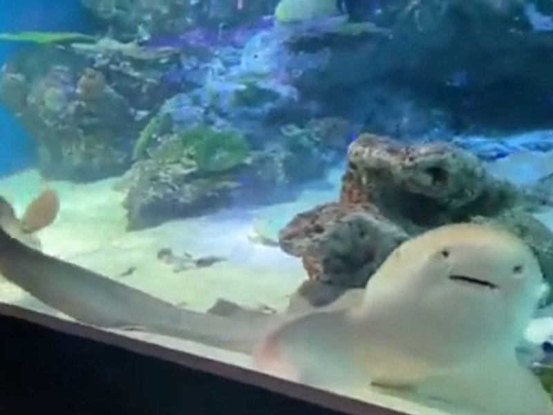 日本品川水族馆豹纹鲨鳍尾被同伴紧紧咬住不放却“一脸淡定”