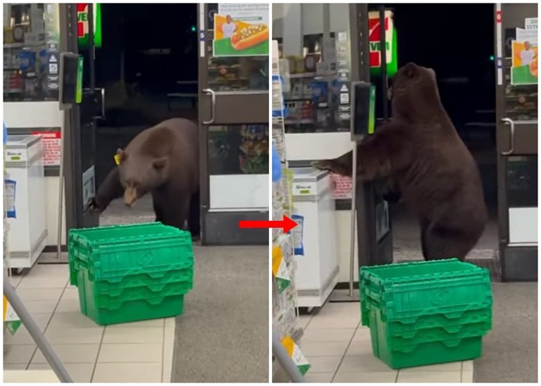 美国加州塔霍湖便利店有一只棕熊闯入 淡定翻找食物
