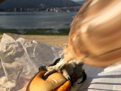 日本广岛县网民食物被一只麻鹰以迅雷不及掩耳之势抢走 手机刚好拍下动感瞬间