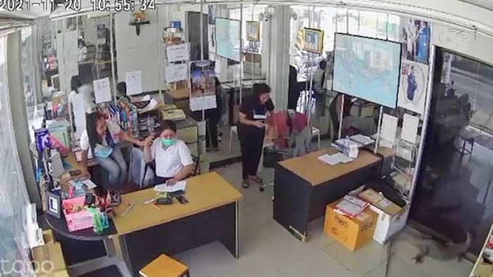 泰国观光胜地苏美岛巨蜥撞进办公室