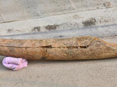 山东省沂水跋山一旧石器遗址内发掘出9.9万年前象牙铲 是目前中国发现的最早磨制骨器