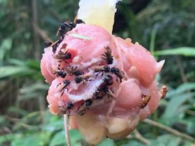 在热带雨林中发现一群不寻常的 "秃鹫蜜蜂" 从尸体上切下大块的肉