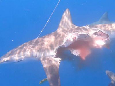 西班牙海岸黑边鳍真鲨惨遭公牛鲨吃掉一大半 仍然不断游走奋力猎食