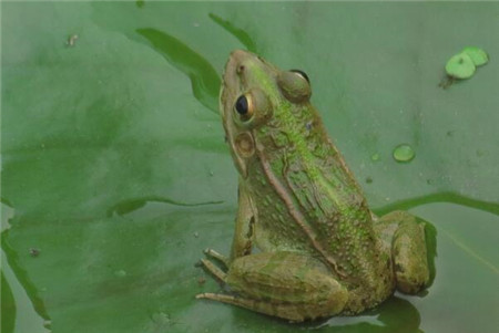 青蛙长了巨大的生殖器,两腿之间竟长着阴茎