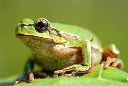 青蛙长了巨大的生殖器,两腿之间竟长着阴茎