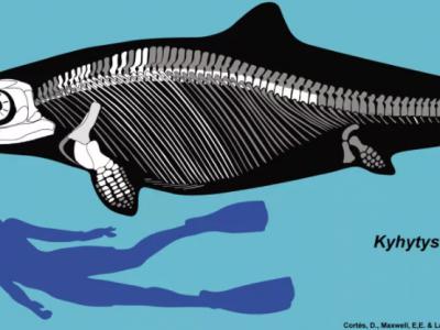 哥伦比亚发现恐龙时代的海洋爬行动物——鱼龙新物种Kyhytysuka sachicarum