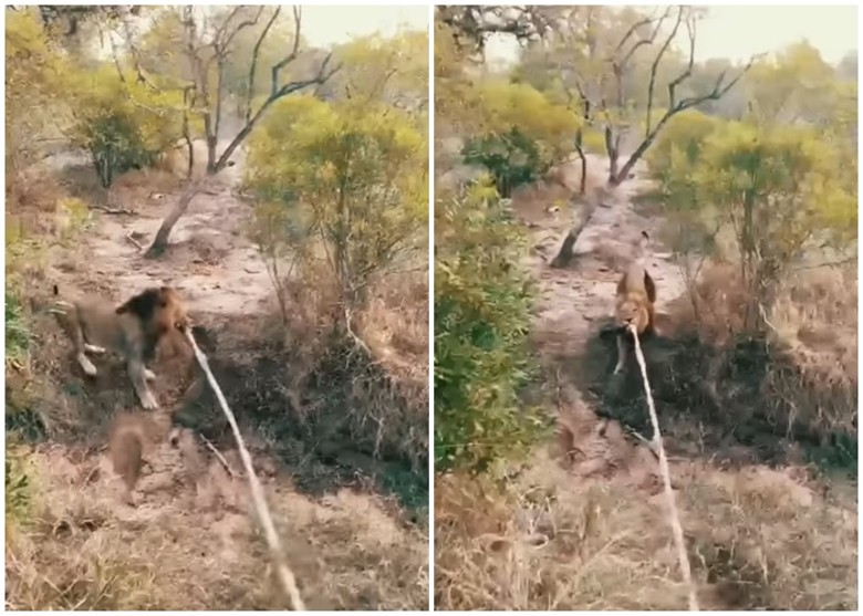 南非野生动物园雄狮好奇心大发 追越野车咬绳玩拔河