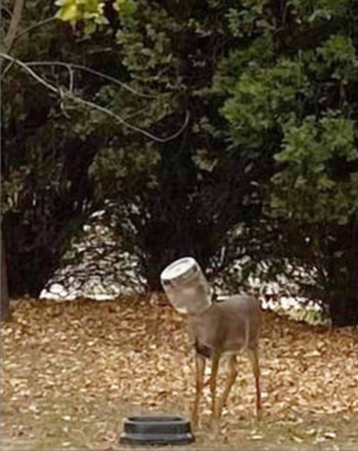 美国威奇托波尼草原公园一头母鹿头卡塑胶桶4天无法进食 居民帮助脱困