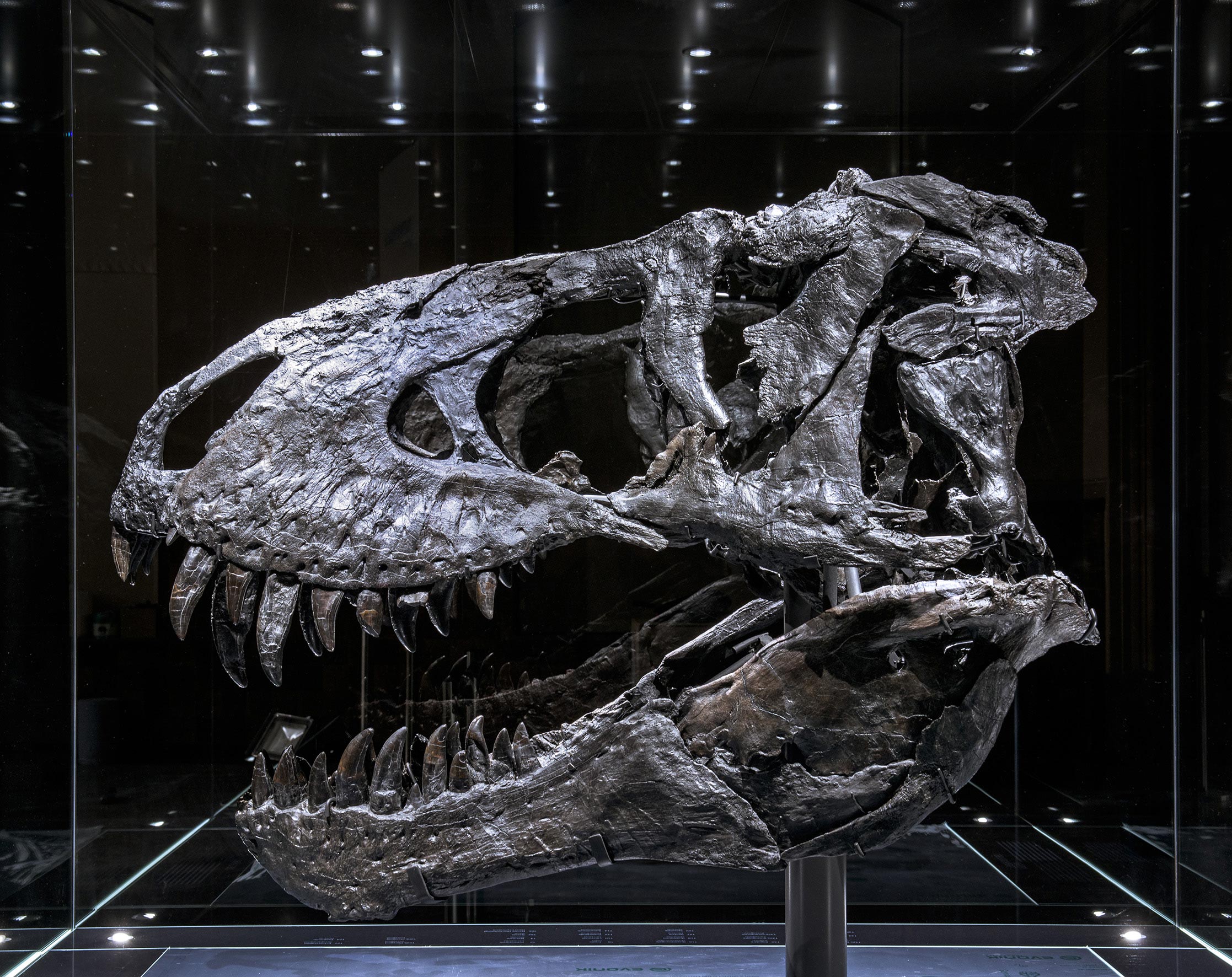 德国研究人员利用CT技术在一只霸王龙下颚化石中发现骨病