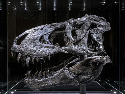 德国研究人员利用CT技术在一只霸王龙下颚化石中发现骨病
