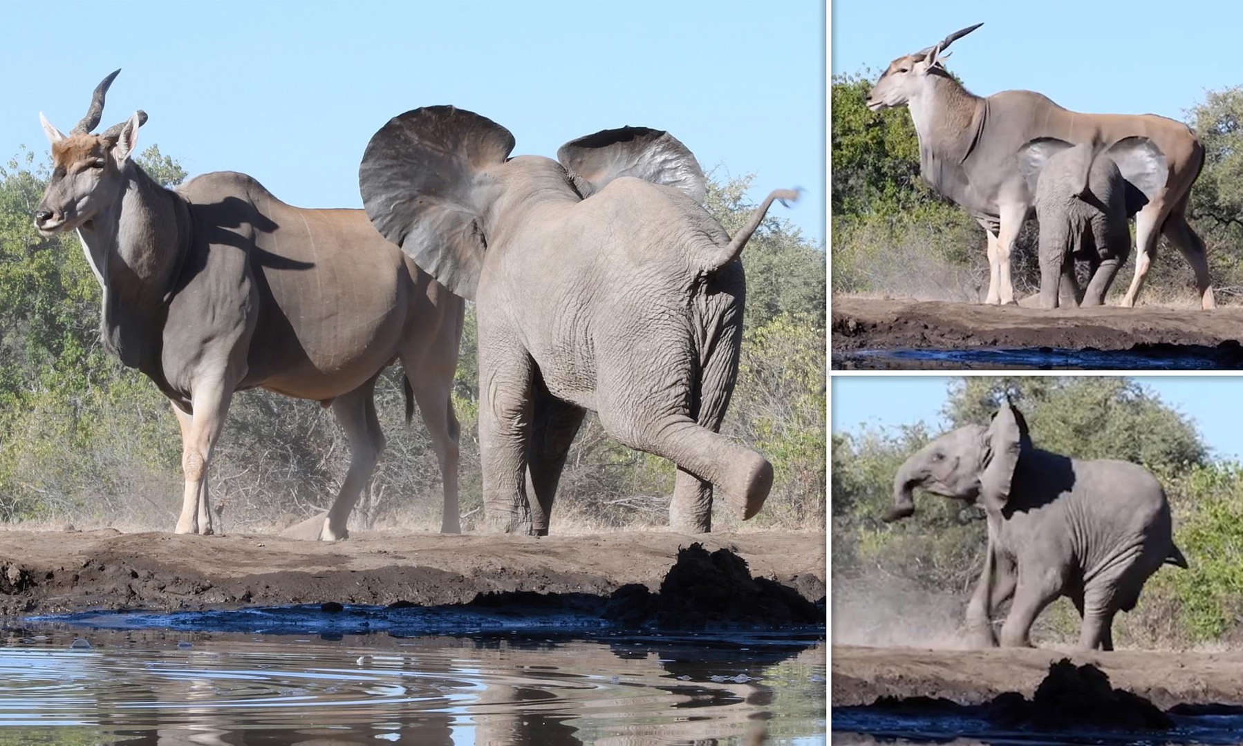 博茨瓦纳的马沙图野生动物保护区2只小象为霸占水坑想吓跑伊兰羚羊