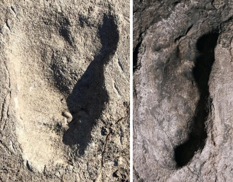 坦桑尼亚莱托利的怪异脚印并非熊留下的 来自早期人类