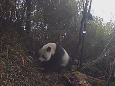 四川省绵竹市境内首次录得大熊猫将生殖腺分泌物涂抹在树干上来标记领地