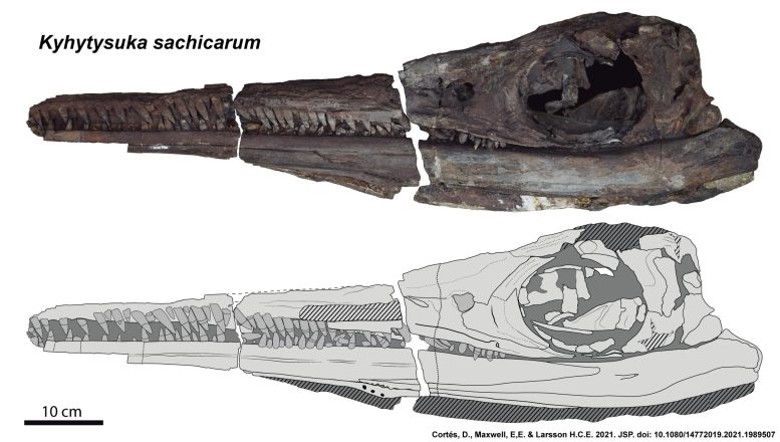 哥伦比亚出土的“扁鳍鱼龙”头骨化石其实是鱼龙进化史上的近亲Kyhytysuka