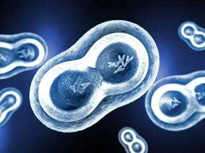 《生物物理期刊》：是什么在生命诞生之初推动了原始细胞分裂？
