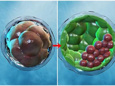 奥地利科学院研究人员利用干细胞培育出人胚状体模型 模拟早期人类胚胎结构