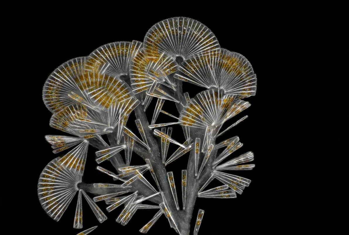 扇形藻（Licmophora flabellata）是一种群聚型的矽藻，也就是单细胞藻类，通常都长在海草上。 PHOTOGRAPH BY JAN VAN IJK