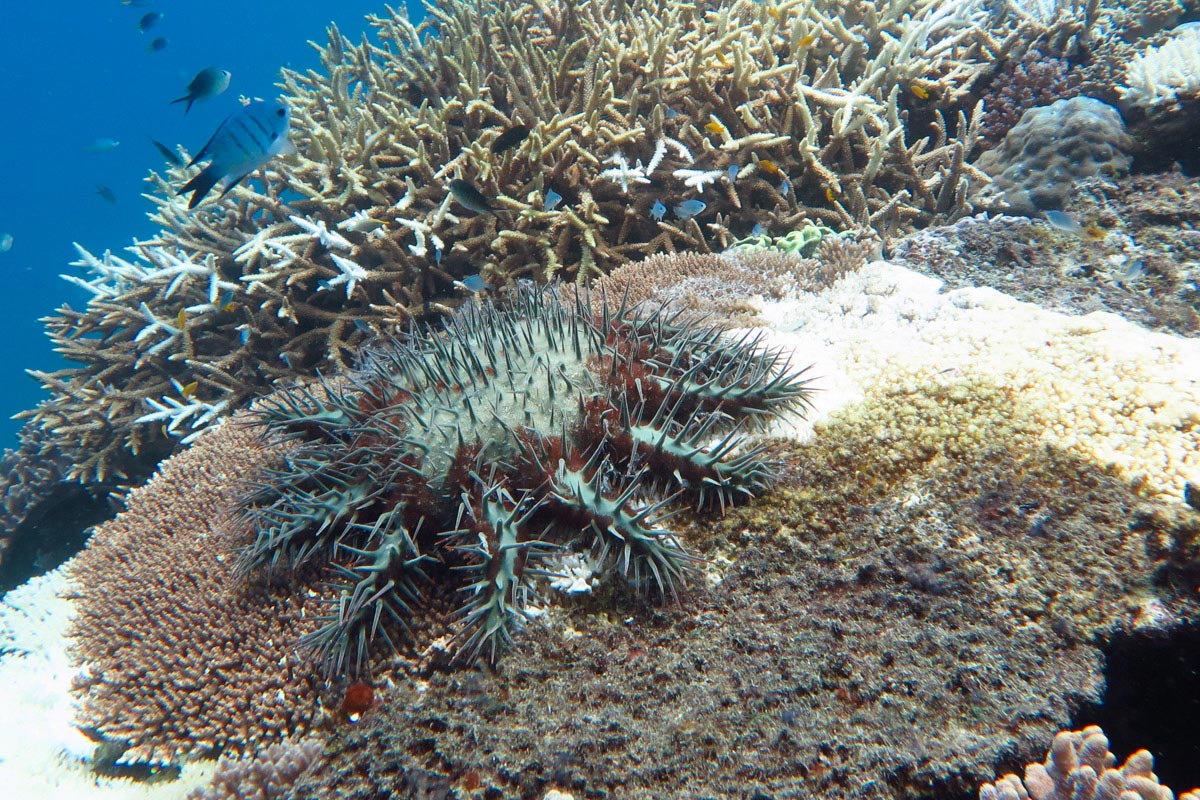 珊瑚鱼（帝王鱼、热带笛鲷和石首鱼）有助于控制大堡礁上棘冠海星的数量