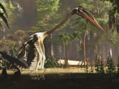7000万年前的化石揭示巨大的、类似鹭科鸟类的风神翼龙的独特行走行为