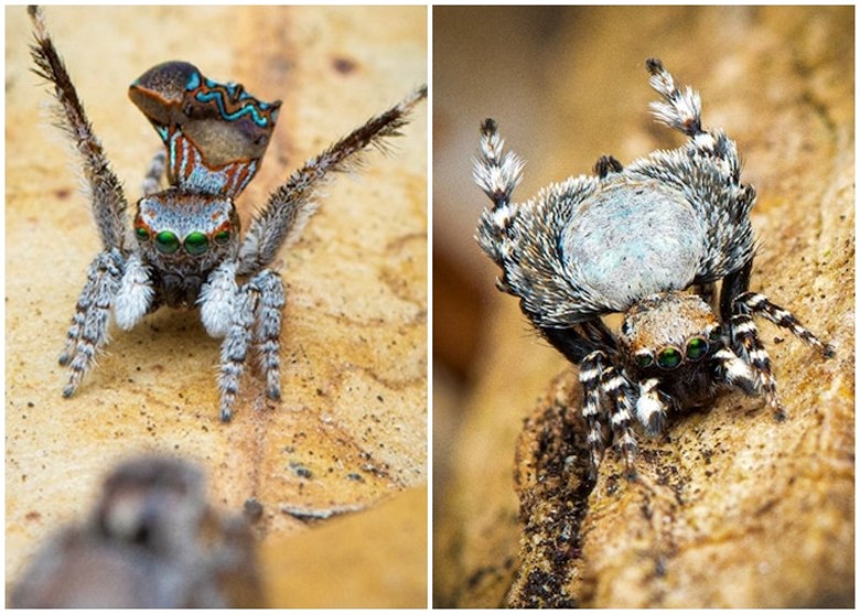 澳洲西澳省发现孔雀蜘蛛新品种