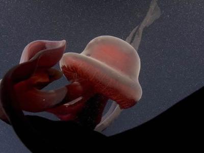 美国研究团队在蒙特利湾附近海域发现罕见冥河水母 过去122年来仅有100次目击纪录