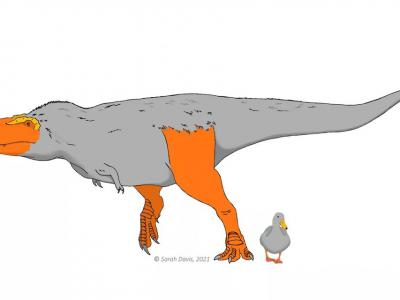 《Evolution》：研究表明一些恐龙可能有五颜六色的脚和脸 用来吸引配偶