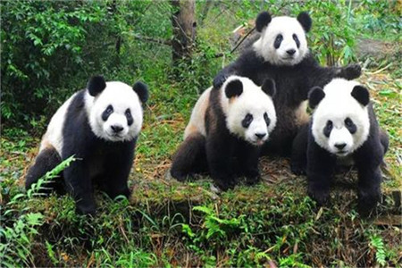 大熊猫为什么是我国的国宝?大熊猫被称为国宝的原因是什么?