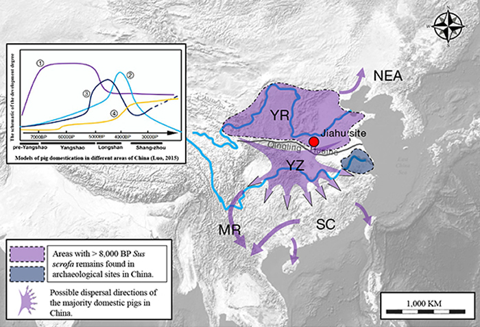 东亚家猪可能的起源区域及黄河流域野猪被驯化后的群体扩散方向示意图