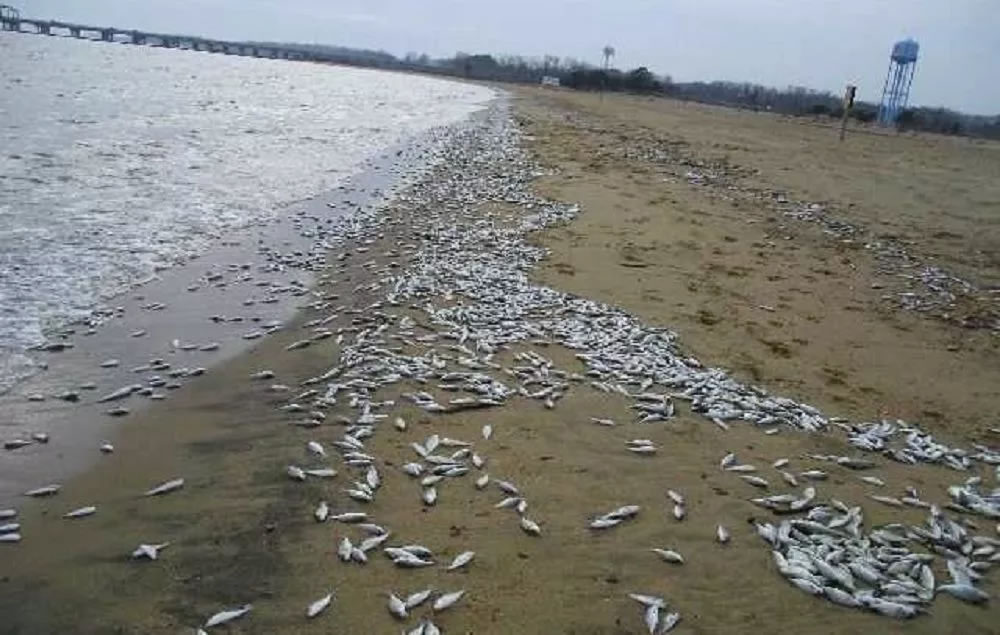 日本青森县近海出现大量鱼类尸体 原因不明