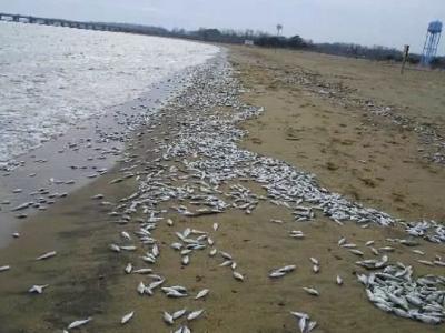 日本青森县近海出现大量鱼类尸体 原因不明