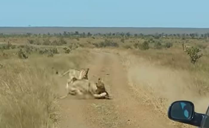 南非克鲁格国家公园草丛内埋伏的两只母狮展开攻击在3秒内捕捉到疣猪