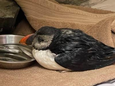 欧洲英国属地根西岛发现罕见奥斯卡海鹦鹉 受伤幸获团体悉心治疗