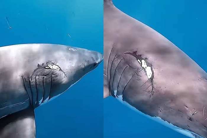 鲨鱼交配季节：雌性鲨鱼身上出现“交配疤痕”