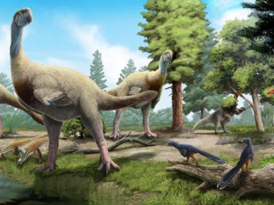 新研究显示兽脚亚目恐龙进化出更坚固的下颚 使它们能够食用更坚硬的食物