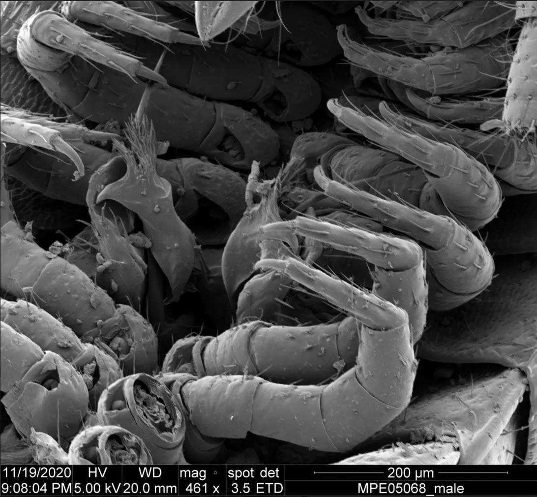 澳大利亚东部金矿省发现有1306条腿的马陆（千足虫）