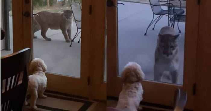 美国科罗拉多州居民露台出现一只野生美洲狮 爱犬隔窗摇尾深情凝望