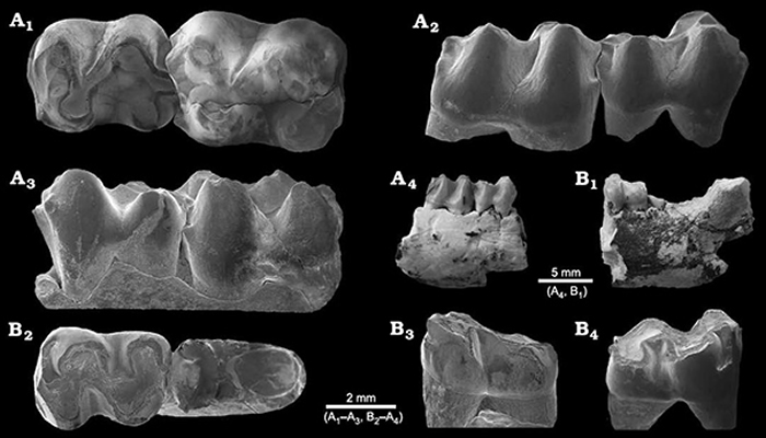 A, 阿山头豕齿兽Hyopsodus arshantensis sp. nov. 右下颌具m1-2; B, 豕齿兽未定种Hyopsodus sp. 左下颌具m2