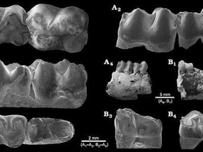 内蒙古二连盆地首次发现豕齿兽化石