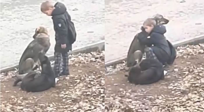 上学途中遇到流浪狗在路边晒太阳 俄罗斯男童走过去给它拥抱