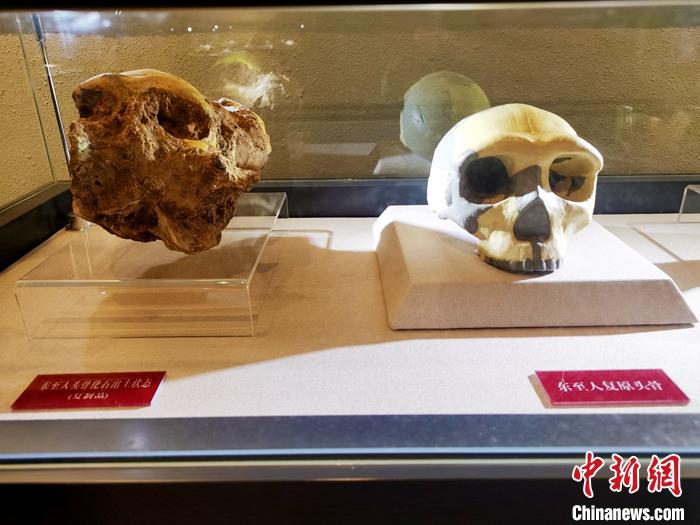 安徽华龙洞遗址陈列馆里展出的“东至人”复原头骨。中新社记者 张强 摄