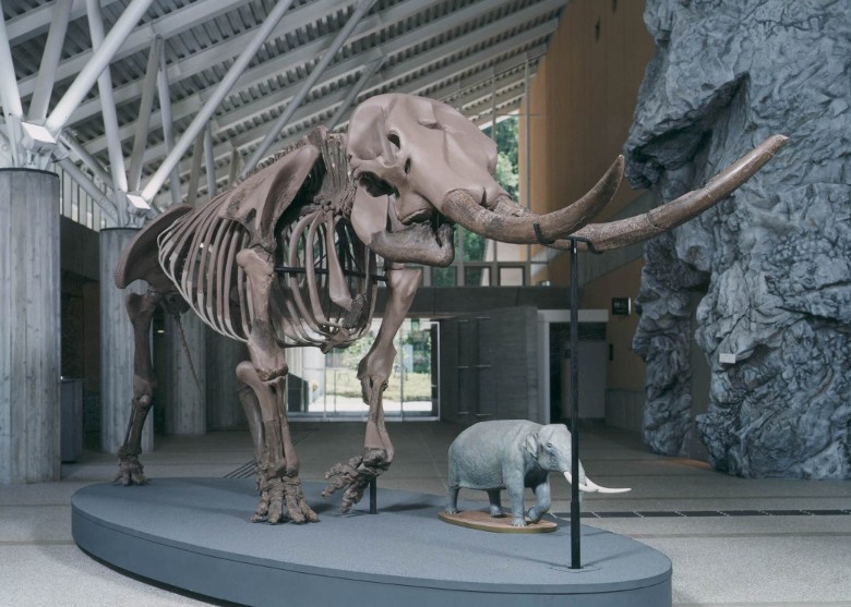 日本滋贺县多贺町出土的距今180万年曙光剑齿象化石多贺标本获承认为国家天然纪念物