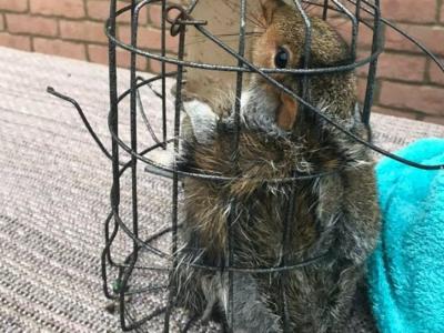 英国达勒姆郡哈特尔浦一只灰松鼠闯喂鸟器偷食 饱餐后无法动弹