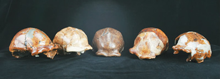“北京人”头盖骨化石模型。