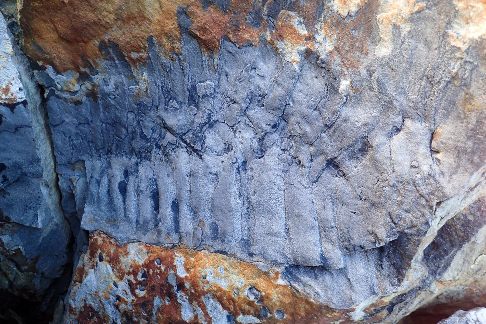 英国英格兰海滩发现有史以来最大的巨型千足虫化石 生活在石炭纪时期有2.7米长