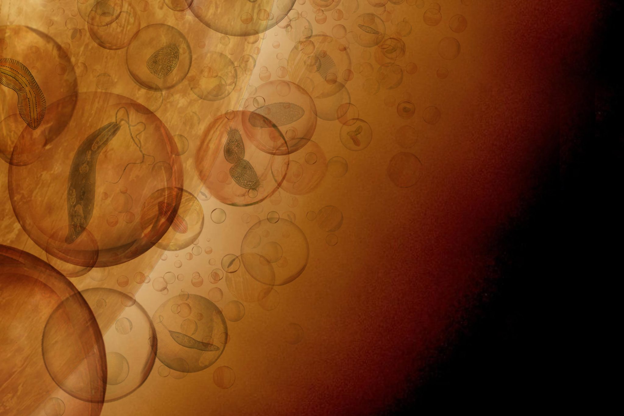 如果金星的生命存在 那么它可能会在云层中安家
