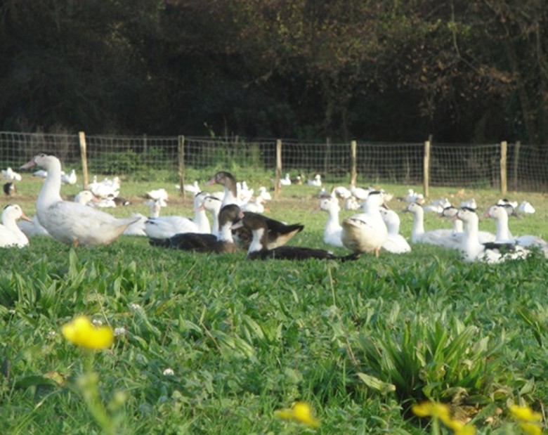 法国西南部鹅肝酱盛产地 养鸭场爆禽流感